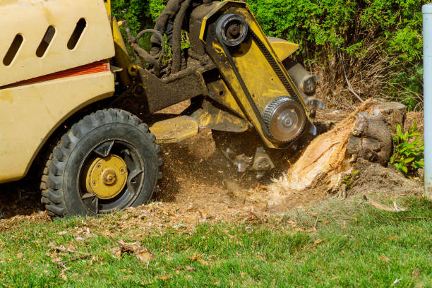 The Steps Involved in Our Tree Care Process in Navy Yard City, WA